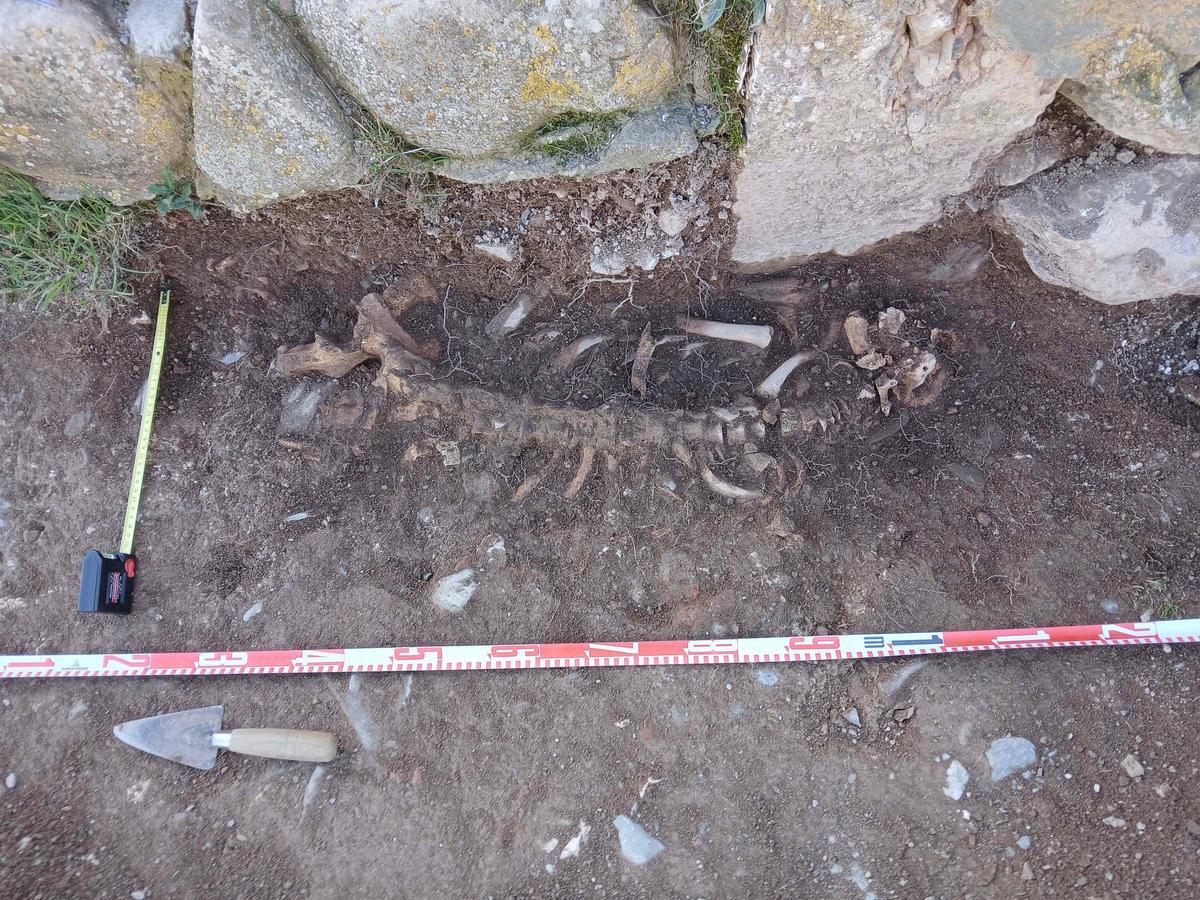 Uno de los restos humanos localizados en la necrópolis de La Mola durante la intervención arqueológica.