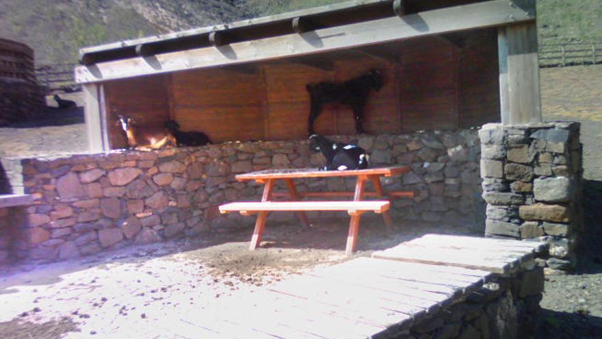 Un grupo de cabras descansan en el merendero del barranco del Ciervo, en Morro Jable.