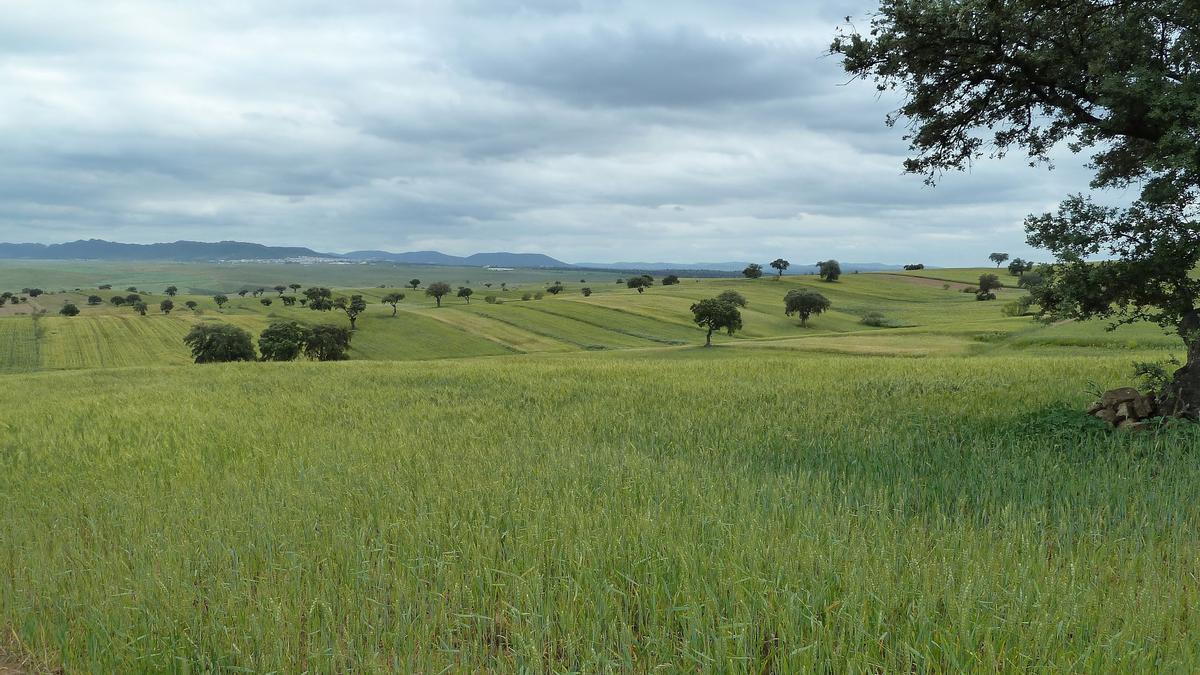 Agroestepas Ibéricas inicia ensayos de buenas prácticas agrarias en más de 25 fincas en Extremadura, Aragón y Portugal