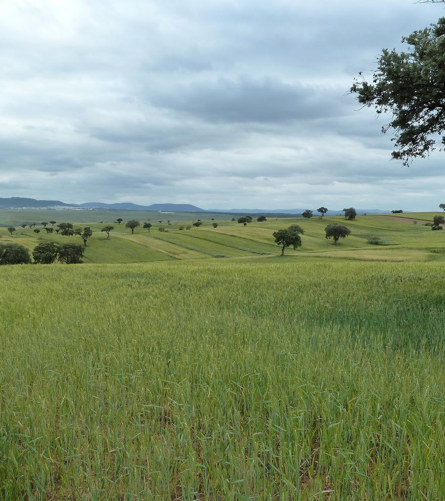 Proyecto Agroestepas Ibéricas: 25 fincas se suman a un plan para combinar cultivos y aves amenazadas