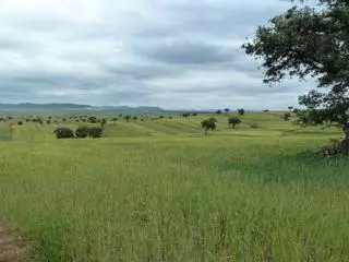 Proyecto Agroestepas Ibéricas: 25 fincas se suman a un plan para combinar cultivos y aves amenazadas