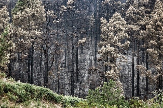 Zonas arrasadas por el incendio en el Norte de Tenerife