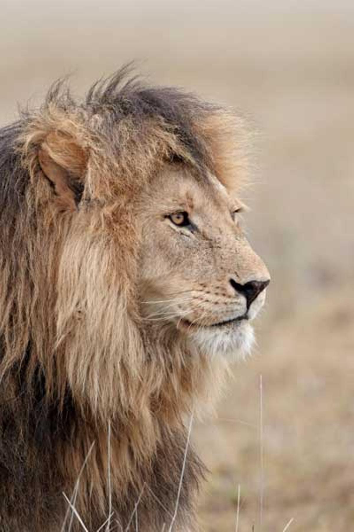 León adulto en el Parque Nacional del Serengeti en Tanzania.