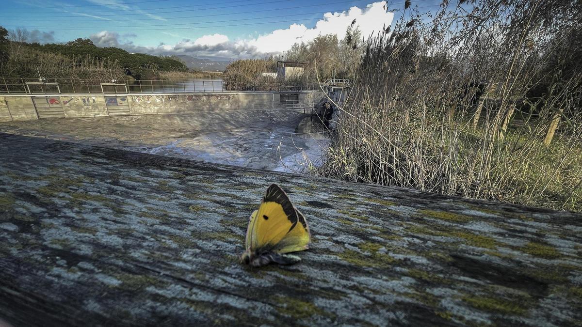 Mariposa muerta junto al punto en el que se producen los episodios de vertidos, en el estanque de la Murtra.