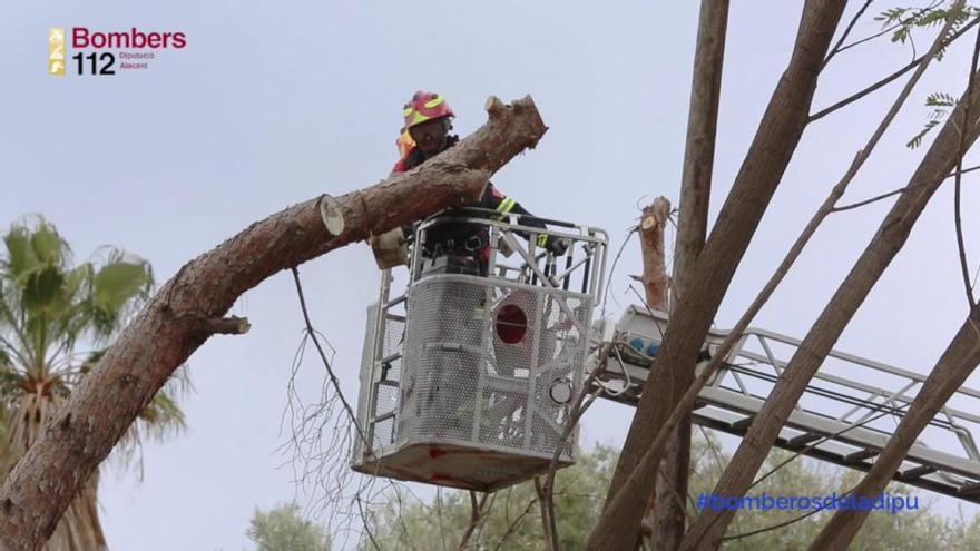 Los bomberos talan dos pinos por el riesgo de desplome en Sant Joan