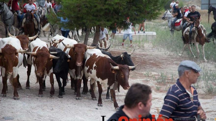 Encierro por vereda en Calasparra