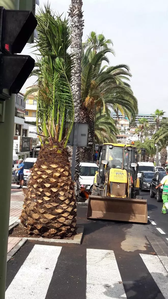 Puerto de la Cruz recupera 30 palmeras