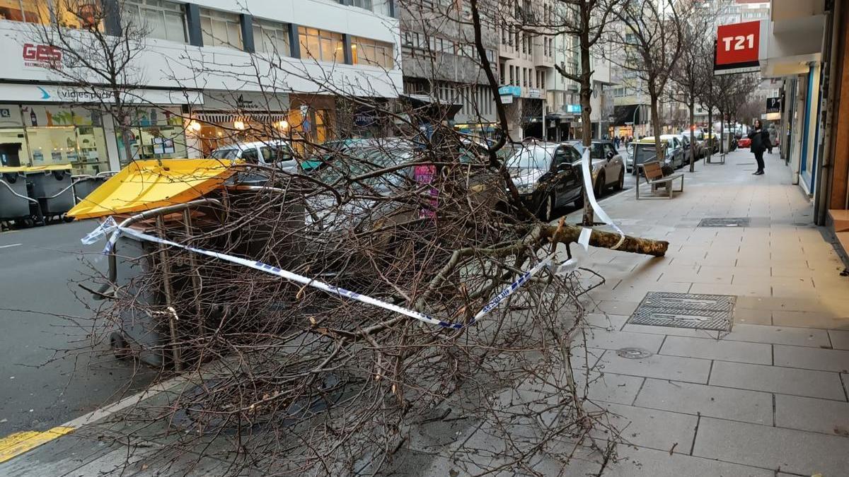 Árbol caído por el temporal en Juan Flórez