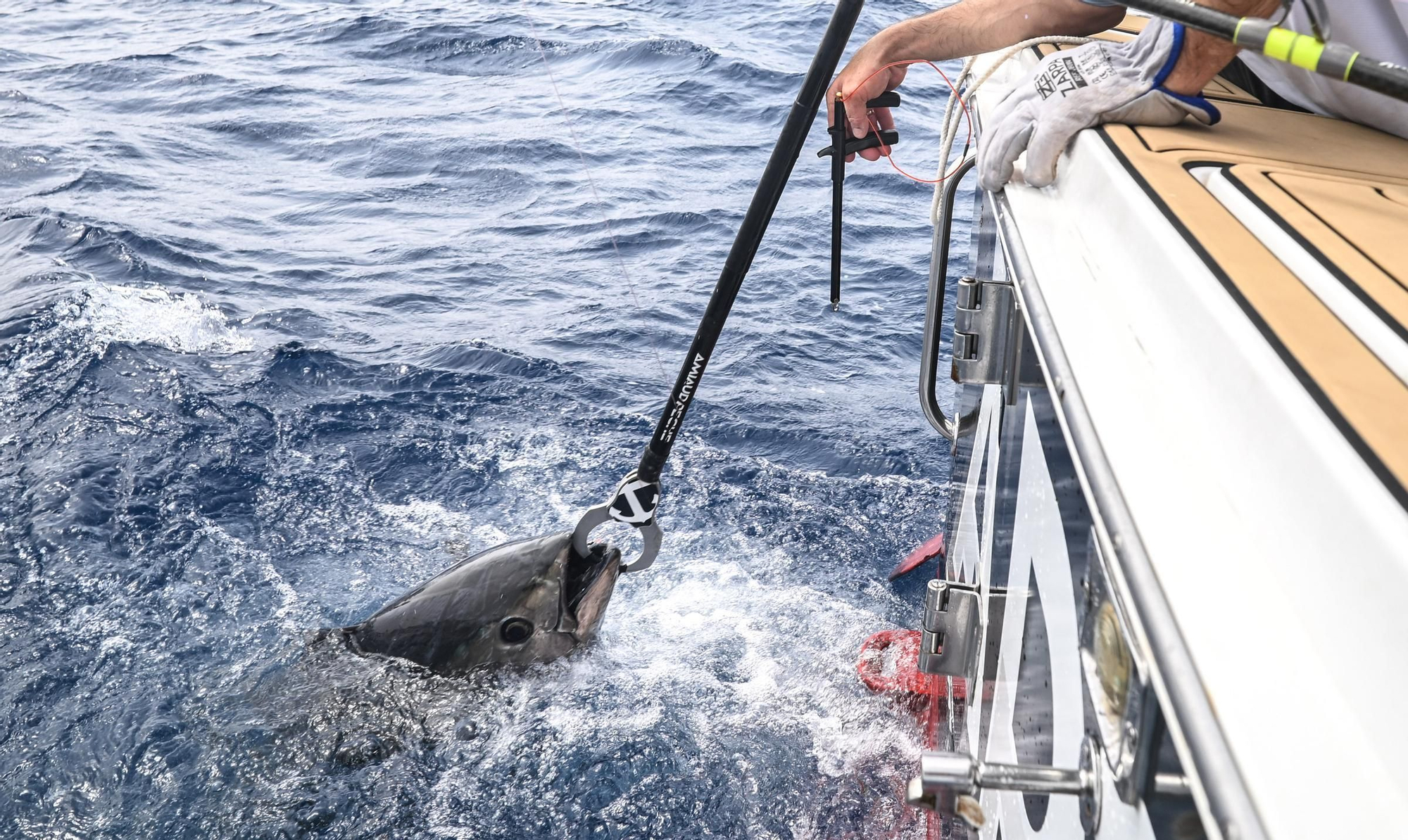 Un día a bordo del Artic pescando atunes rojos para marcarlos con GPS