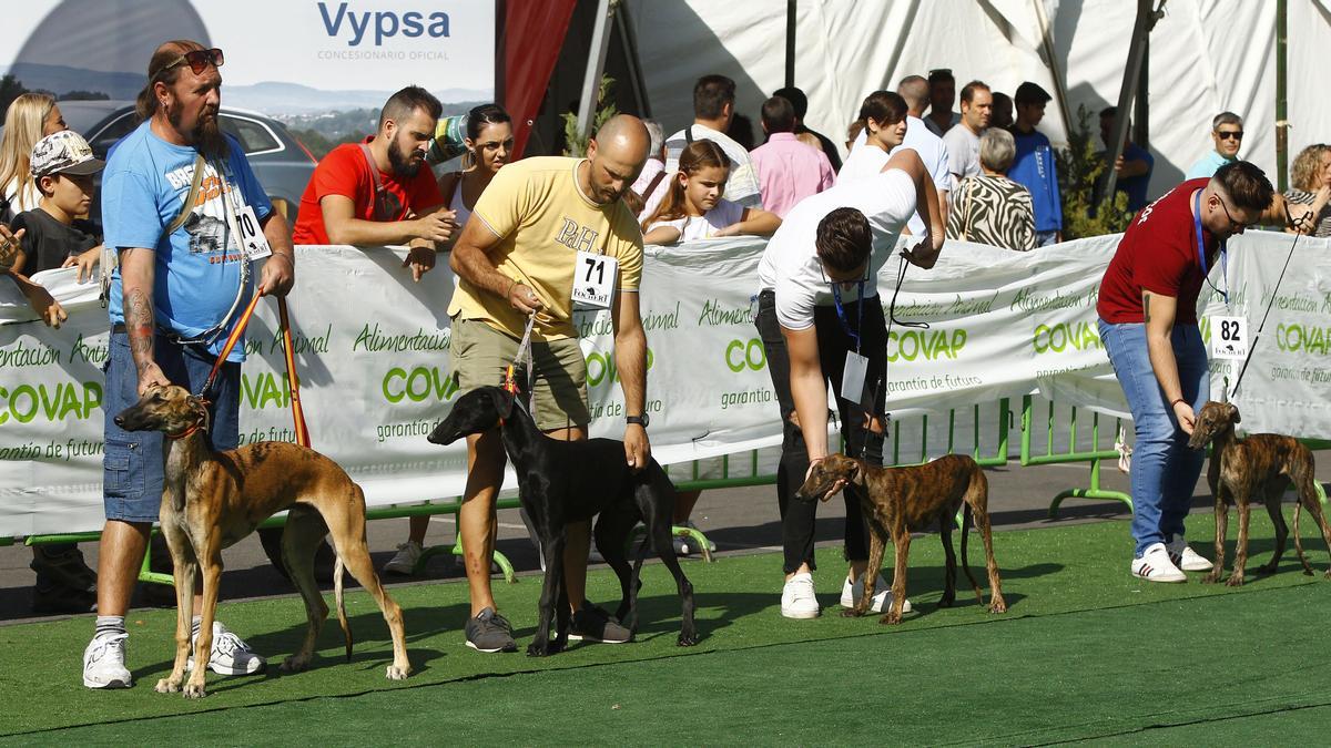 Actividades con perros en Intercaza en una edición anterior.