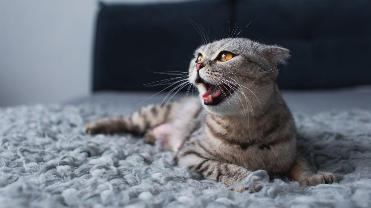 Juanjo, veterinario, sobre los gatos que maúllan por la noche: “En algunos casos puede estar relacionado con un fallo renal”