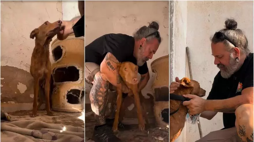 Vídeo: Rescate de un perro durante el incendio de la Serra d'Espadà