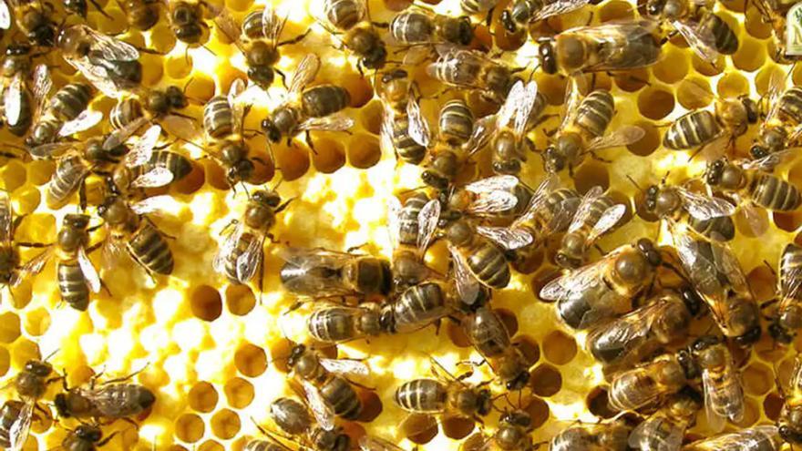 La miel 100% local de &#039;las niñas&#039; de Soraya Godoy, la apicultora más joven de Gran Canaria