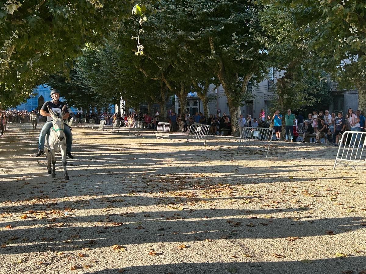 O Gran Derbi Asnal regresa a Padrón en clave de homenaxe aos burros fariñeiros