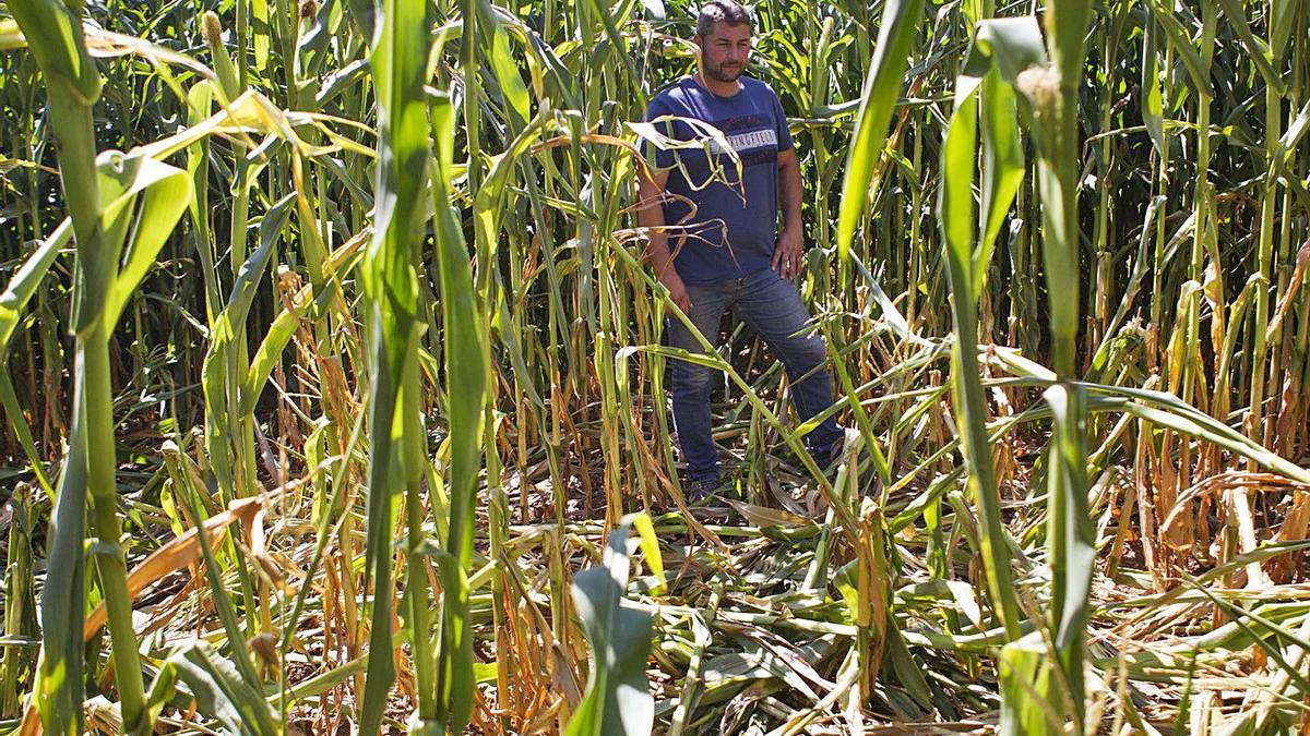 Las incursiones del jabalí en campos de cultivos son frecuentes desde hace años.   | // BERNABÉ/ANA AGRA