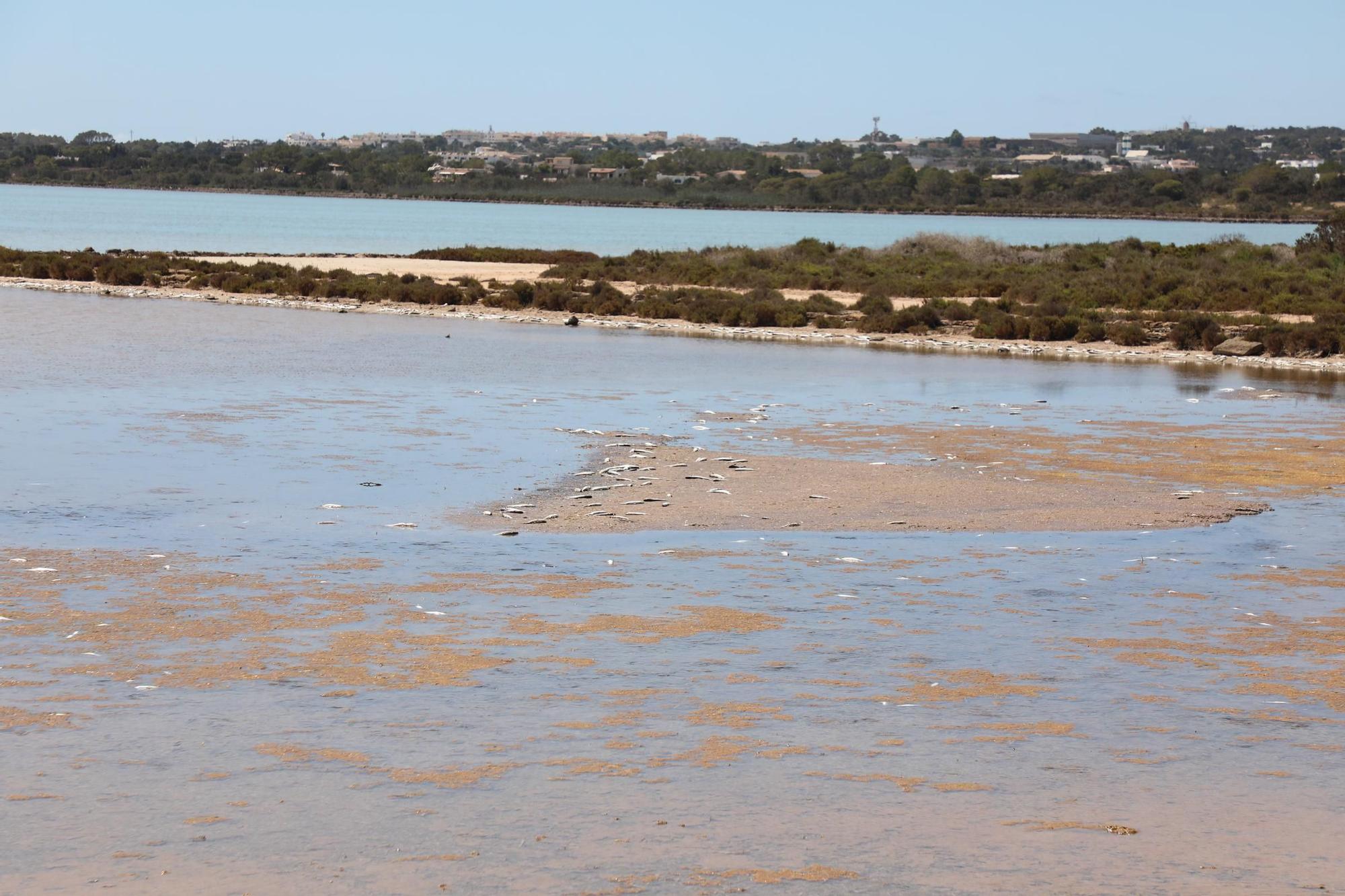 Miles de lisas aparecen muertas o atrapadas en Formentera