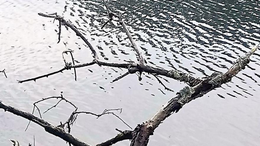 La laguna de Mera también se llena de tortugas