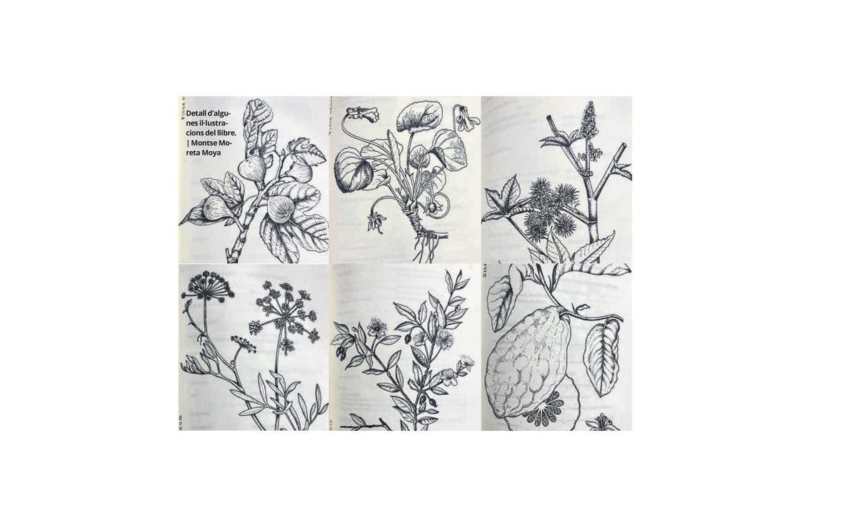 Detall d’algunes il·lustracions del llibre. | Montse Moreta Moya
