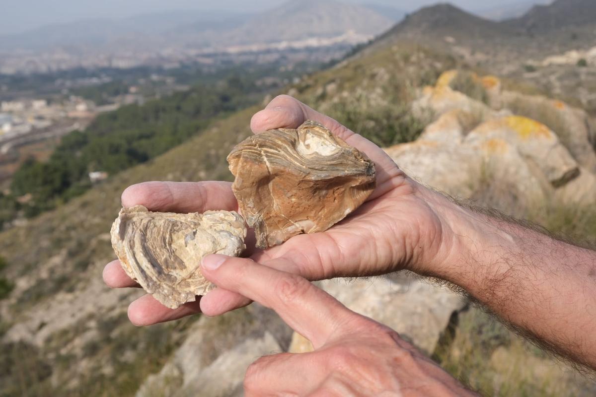 Las ostras de un arrecife fosilizado de hace cuatro millones de años descubiertas en el monte Bateig de Elda.