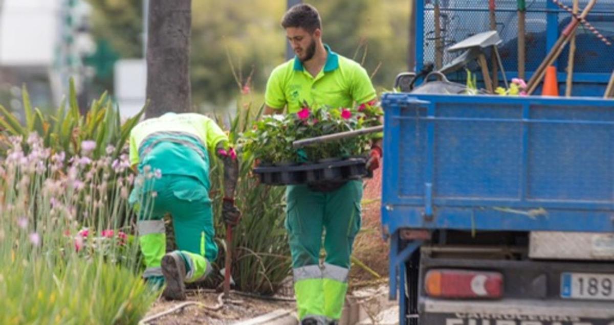 Operarios municipales renuevan las flores deuna mediana.