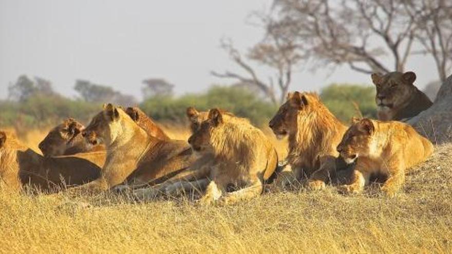 Un elefant mata un caçador furtiu a Sud-àfrica i els lleons devoren el seu cos
