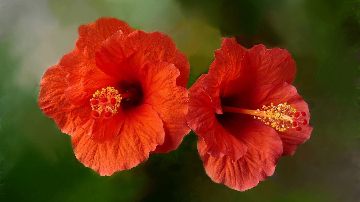 La flor de hibiscus en infusión te ayudará a adelgazar.