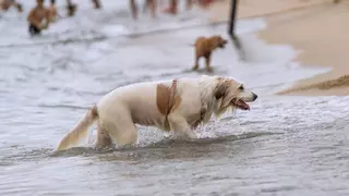 El calor extremo dispara el riesgo de golpes de calor y mortalidad prematura entre perros