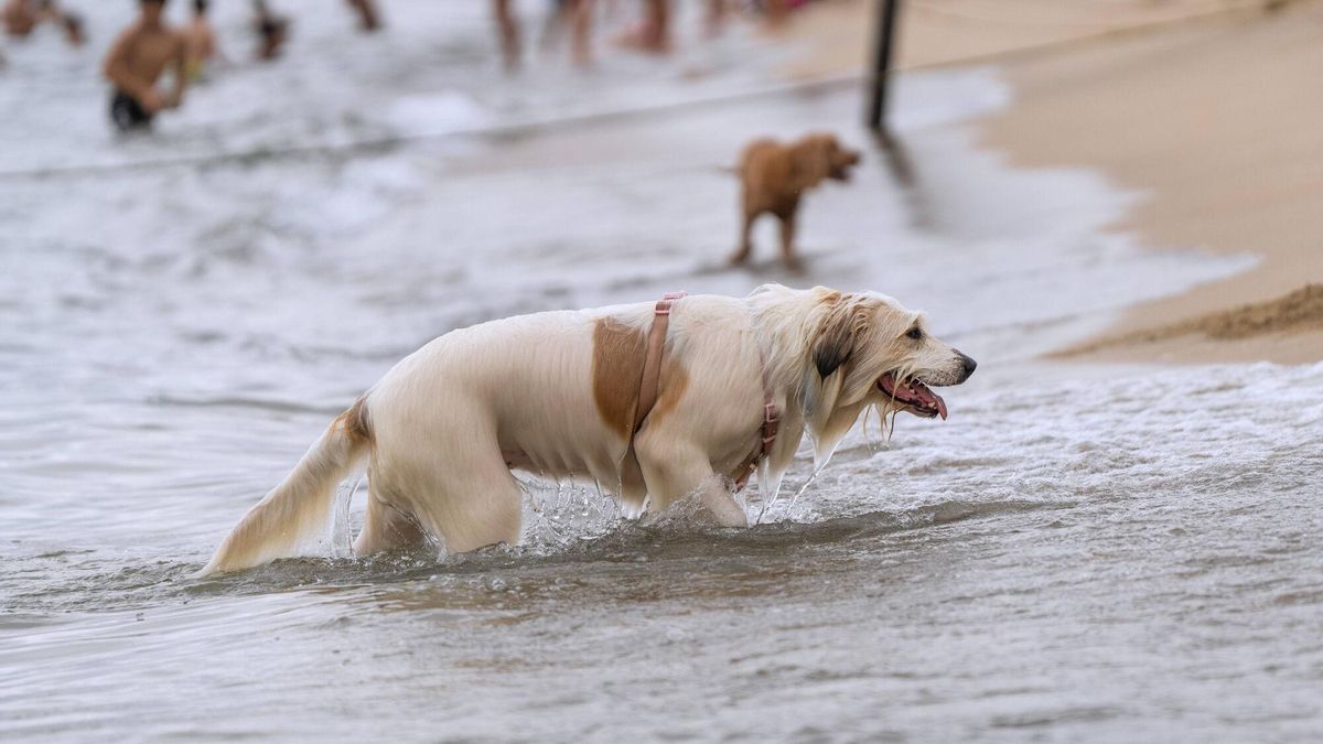 Un perro se refresca en una playa de Barcelona durante un episodio de ola de calor.