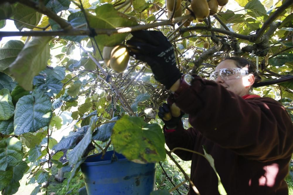 La recogida del kiwi en Pravia