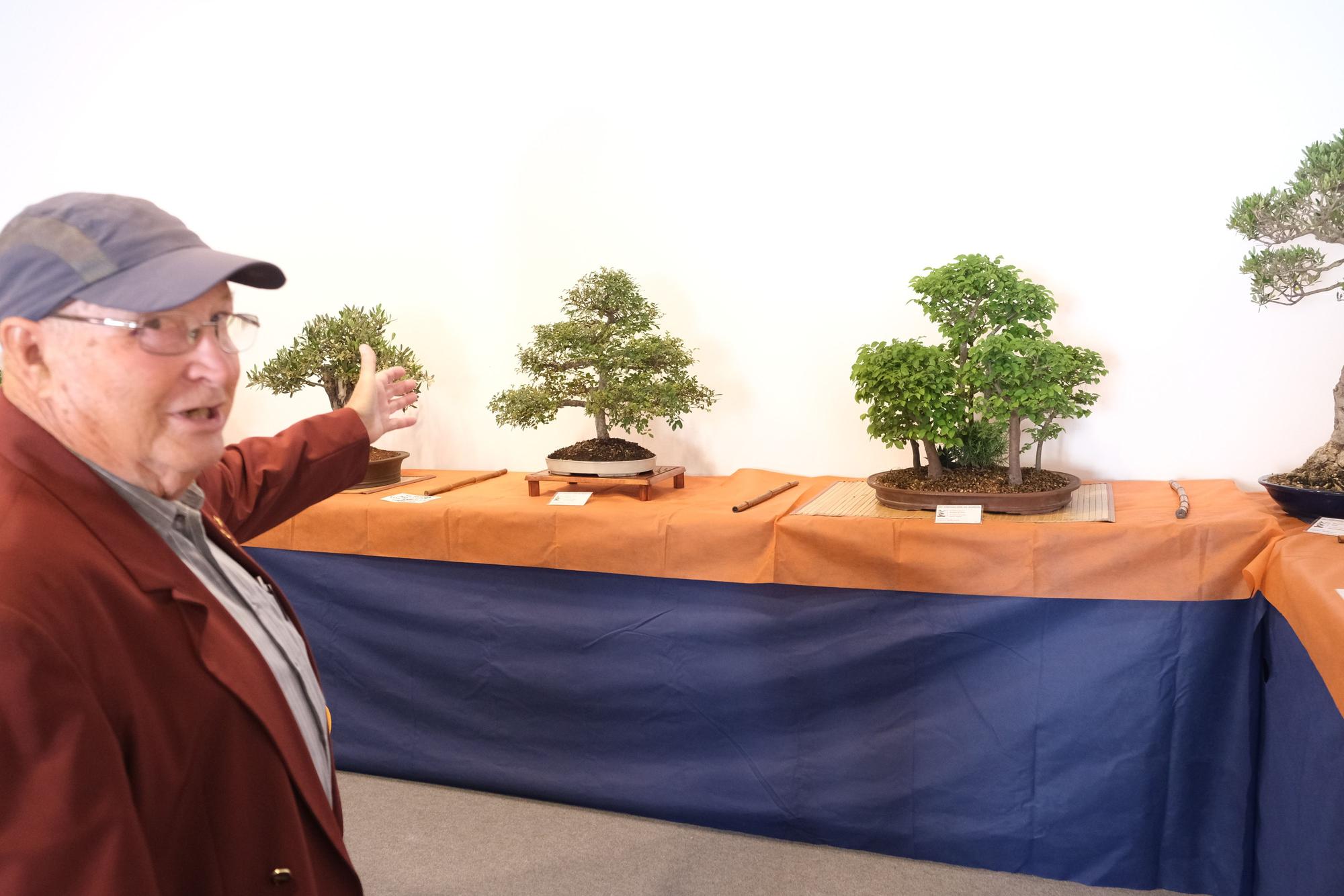 El arte del bonsai se expone en Elche