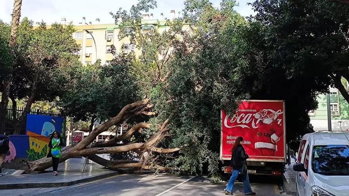 El primer ficus vecino del colegio se desplomó el 22 de enero.