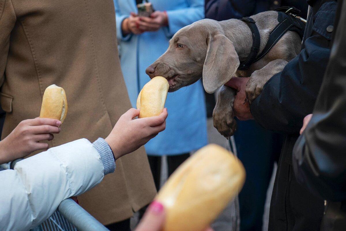 La tradicional bendición de animales de San Antón en Alcalá de Henares