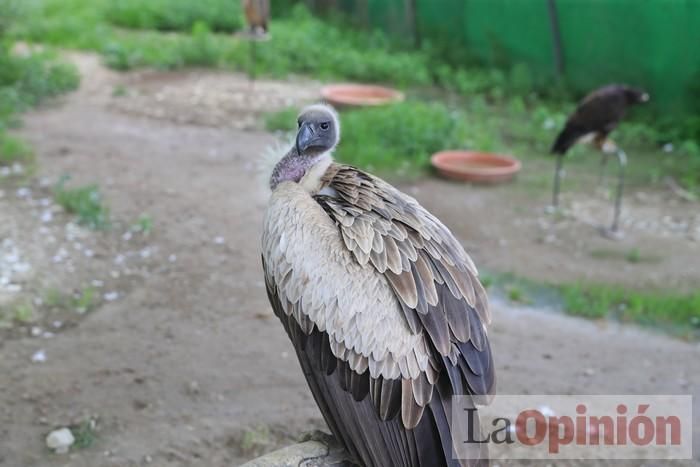 Las Águilas del Sol de Puerto Lumbreras piden ayud