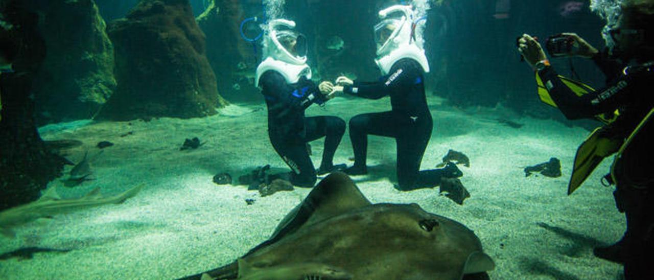 La pareja en el interior del acuario en plena petición de matrimonio. El buceador Óscar Heras graba la escena.