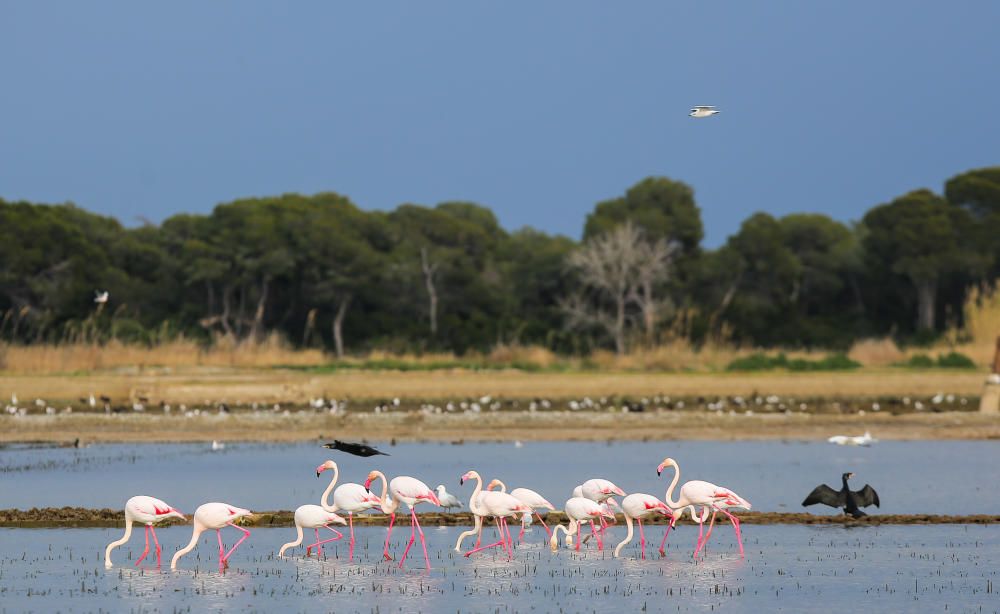 Los flamencos invaden l'Albufera