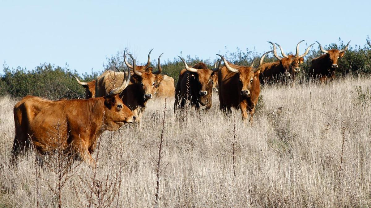 Un rebaño de vacas pastando en la provincia de Zamora.