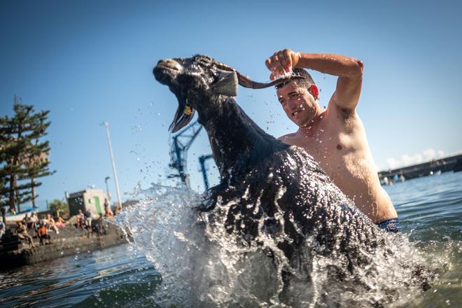 Así se vivió el tradicional baño de cabras en el muelle de Puerto de la Cruz