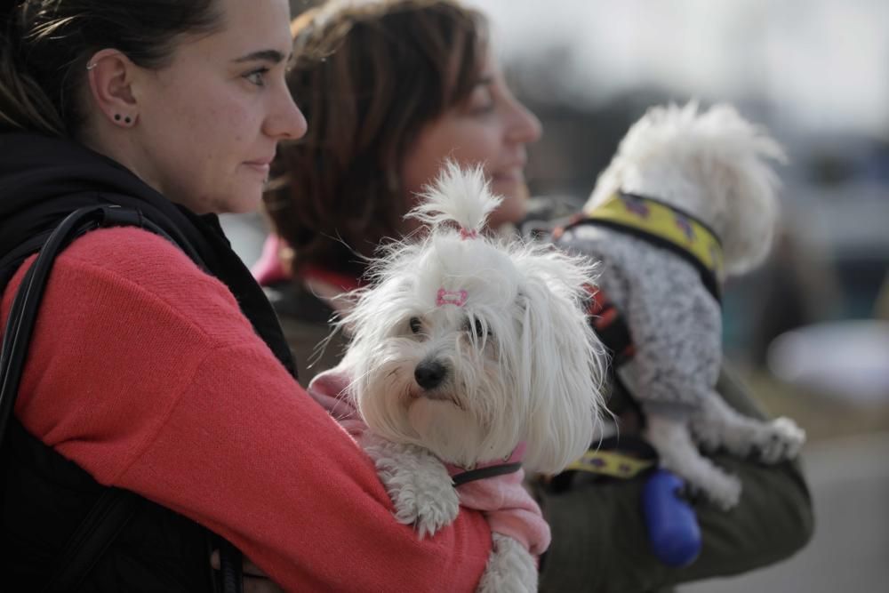 Perros buscan una familia