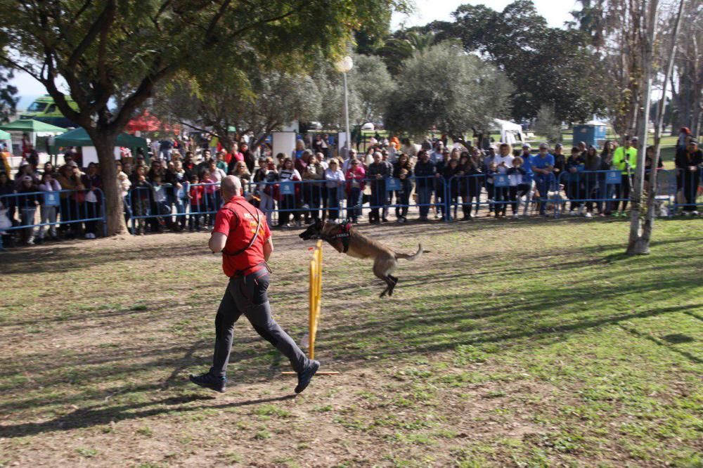 Festival de la Adopción de Perros de El Campello