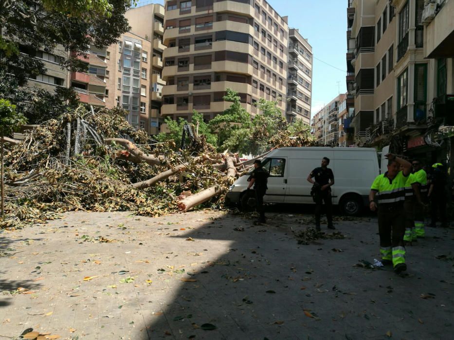 Cae parte del ficus de Santo Domingo en Murcia