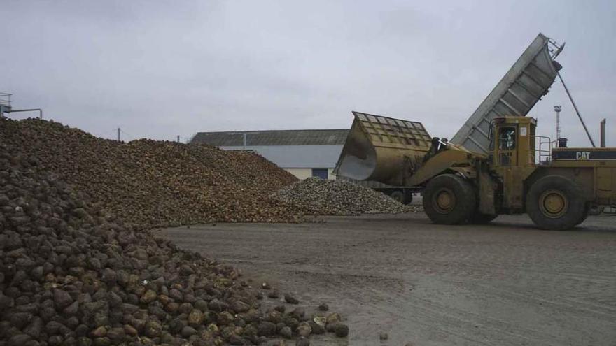 Entrega de remolacha a la fábrica azucarera de Toro.