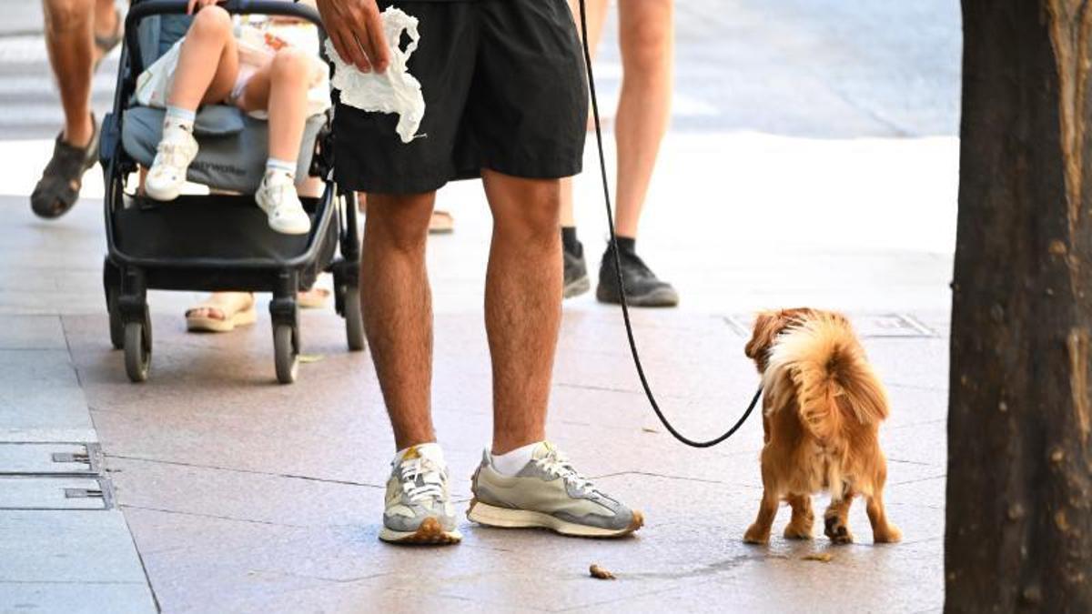 Un perro hace sus necesidades en la vía pública mientras el dueño se prepara para limpiarlas