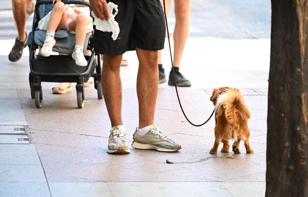 Un perro hace sus necesidades en la vía pública mientras el dueño se prepara para limpiarlas