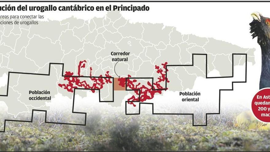 El monte público asturiano, clave para conectar las poblaciones de urogallo