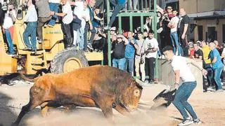 Menos toros y más caros: los efectos de la pandemia llegan ahora a los 'bous' en Castellón