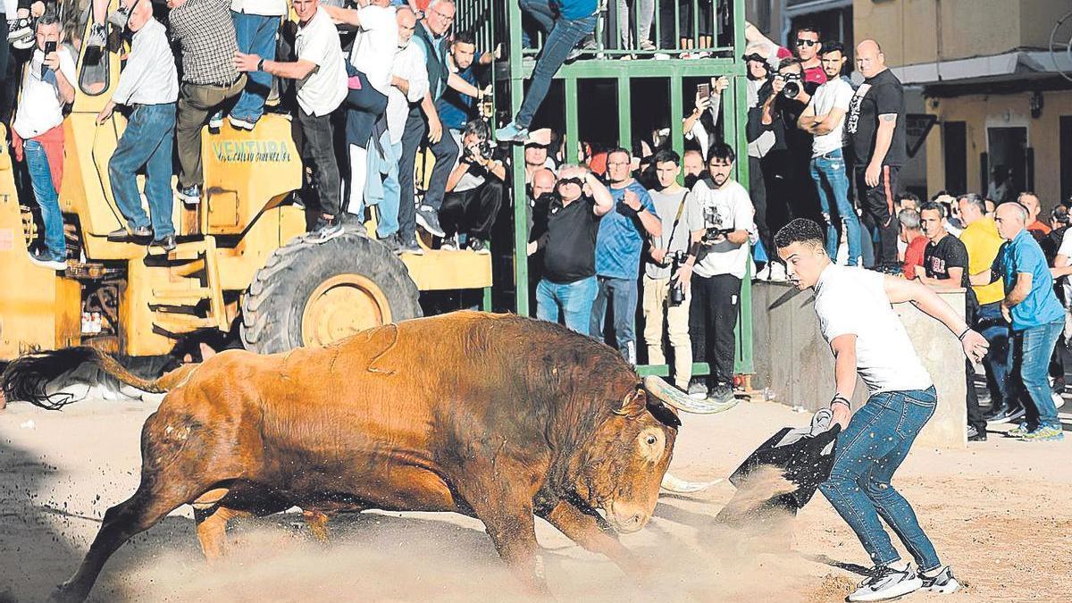 Las fiestas patronales de Sant Vicent de la Vall exhibirán este año dos ejemplares menos por la subida de los costes.