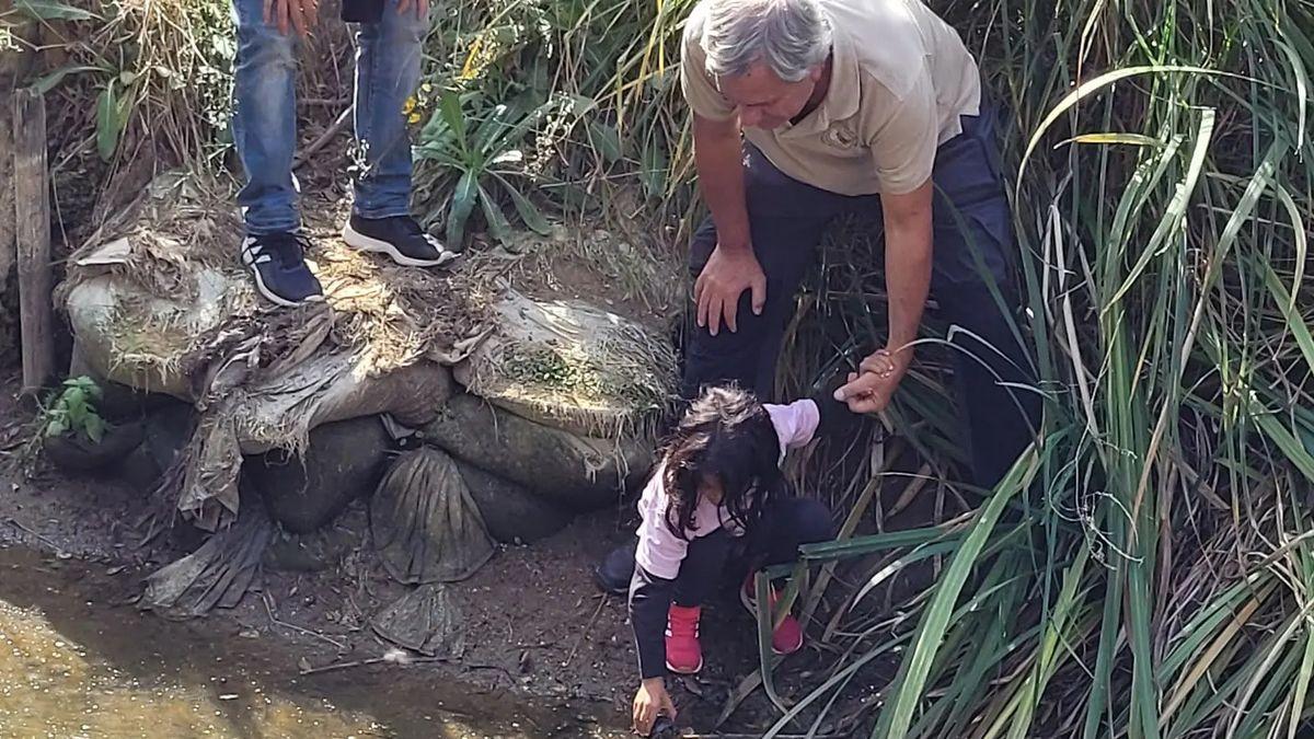 Alliberament de tortugues, diumenge al parc