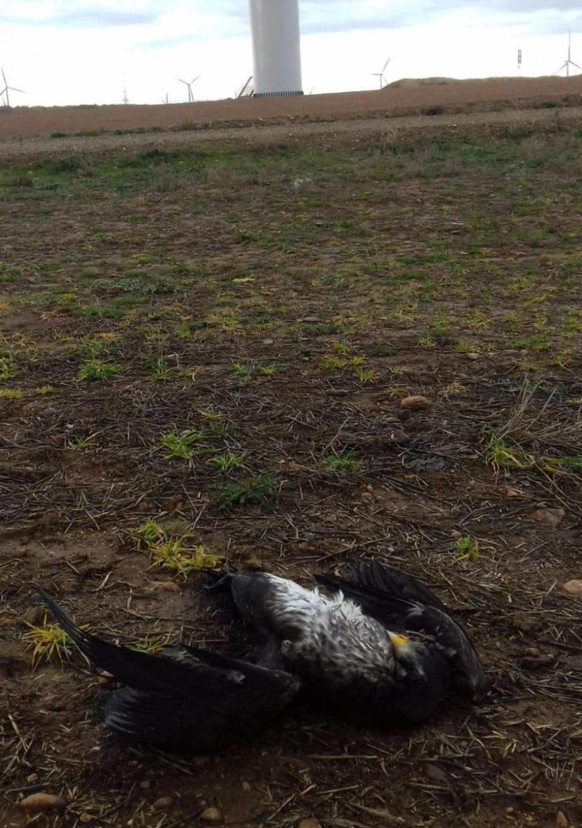 Un cormorán que colisionó en el parque Los Cierzos, en Gallur. | EL PERIÓDICO