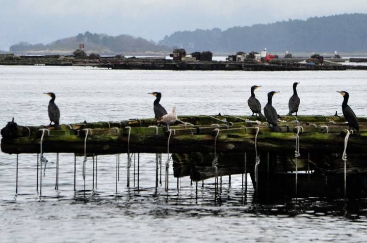 Los bateeiros de Arousa encordan mejilla