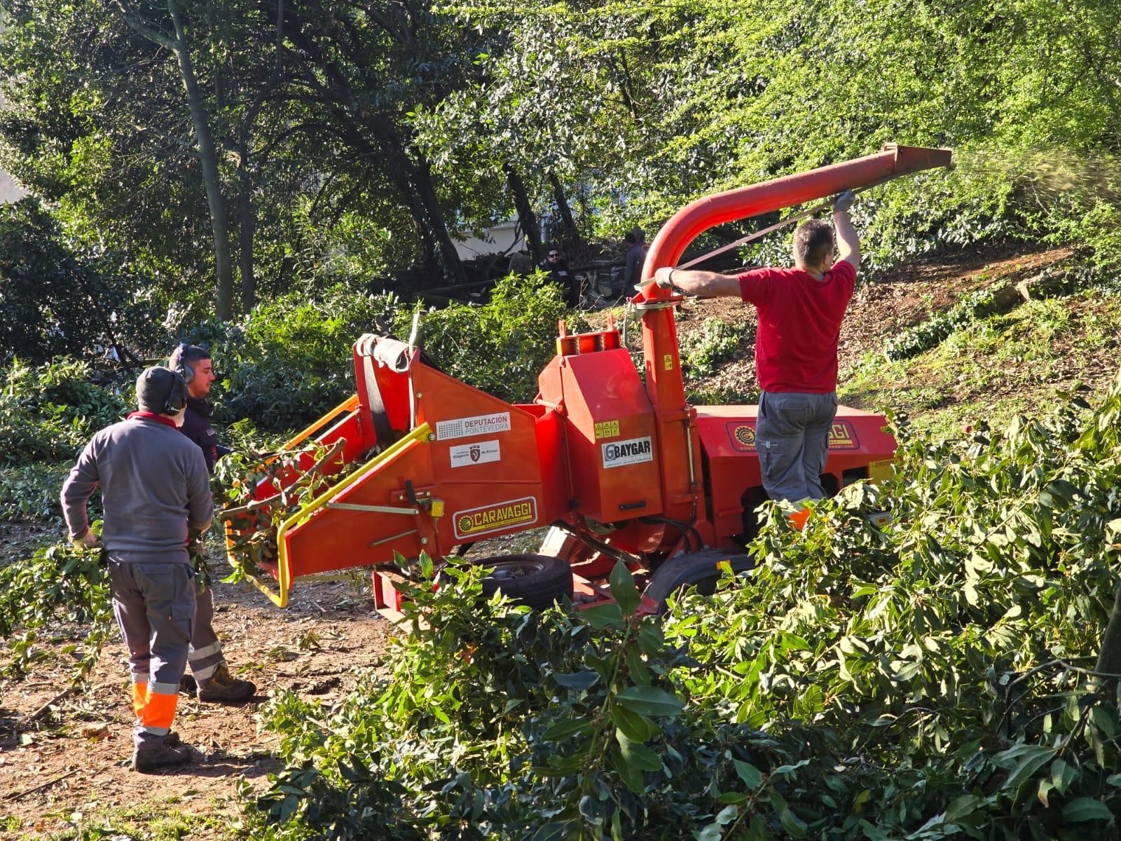 Los operarios municipales retomaron la tala de seguridad en el Parque Botánico Enrique Valdés Bermejo.